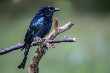 Ağaç dalına tüneyen Bronz Drongo kuşunun (Dicrurus aeneus) doğa görüntüsü