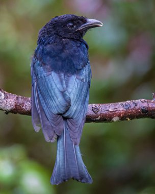 Ağaç dalına tüneyen Bronz Drongo kuşunun (Dicrurus aeneus) doğa görüntüsü