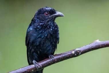 Ağaç dalına tüneyen Bronz Drongo kuşunun (Dicrurus aeneus) doğa görüntüsü
