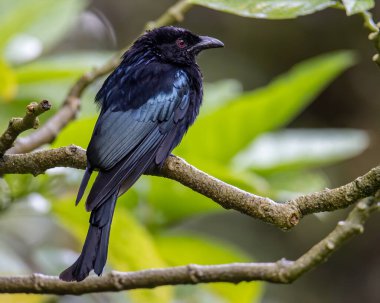 Ağaç dalına tüneyen Bronz Drongo kuşunun (Dicrurus aeneus) doğa görüntüsü
