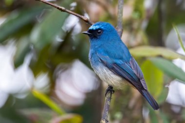 Sabah, Borneo 'daki doğa alışkanlıklarında tünemekte olan Indigo Flycatcher (Eumyias Indigo) olarak bilinen güzel mavi kuş.