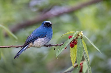 Sabah, Borneo 'daki doğa alışkanlıklarında tünemekte olan Indigo Flycatcher (Eumyias Indigo) olarak bilinen güzel mavi kuş.