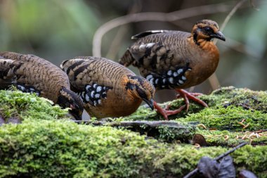 Bornean dağ kekliği olarak da bilinen kırmızı göğüslü kekliğin doğa görüntüsü Borneo 'daki tepe ve Montan ormanlarına özgü.