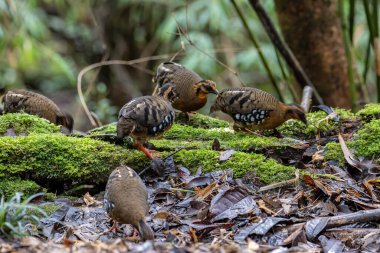 Bornean dağ kekliği olarak da bilinen kırmızı göğüslü kekliğin doğa görüntüsü Borneo 'daki tepe ve Montan ormanlarına özgü.