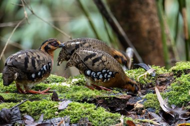 Bornean dağ kekliği olarak da bilinen kırmızı göğüslü kekliğin doğa görüntüsü Borneo 'daki tepe ve Montan ormanlarına özgü.