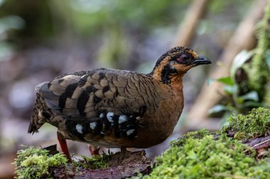 Bornean dağ kekliği olarak da bilinen kırmızı göğüslü kekliğin doğa görüntüsü Borneo 'daki tepe ve Montan ormanlarına özgü.