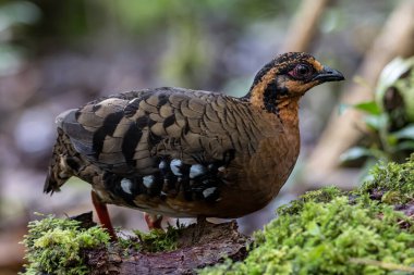 Bornean dağ kekliği olarak da bilinen kırmızı göğüslü kekliğin doğa görüntüsü Borneo 'daki tepe ve Montan ormanlarına özgü.