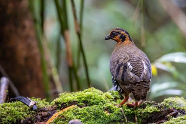 Bornean dağ kekliği olarak da bilinen kırmızı göğüslü kekliğin doğa görüntüsü Borneo 'daki tepe ve Montan ormanlarına özgü.