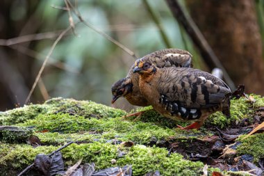 Bornean dağ kekliği olarak da bilinen kırmızı göğüslü kekliğin doğa görüntüsü Borneo 'daki tepe ve Montan ormanlarına özgü.