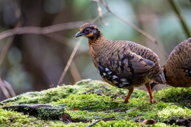 Bornean dağ kekliği olarak da bilinen kırmızı göğüslü kekliğin doğa görüntüsü Borneo 'daki tepe ve Montan ormanlarına özgü.
