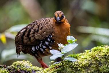 Bornean dağ kekliği olarak da bilinen kırmızı göğüslü kekliğin doğa görüntüsü Borneo 'daki tepe ve Montan ormanlarına özgü.