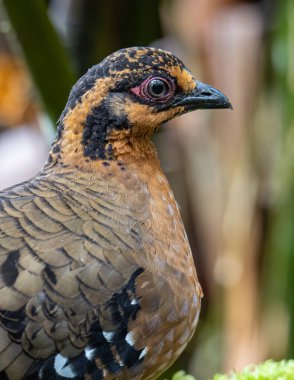 Bornean dağ kekliği olarak da bilinen kırmızı göğüslü kekliğin doğa görüntüsü Borneo 'daki tepe ve Montan ormanlarına özgü.