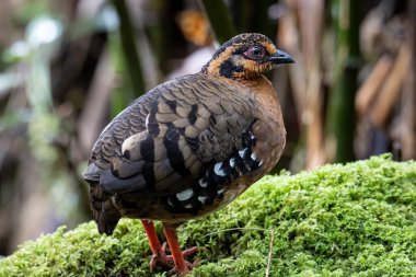 Bornean dağ kekliği olarak da bilinen kırmızı göğüslü kekliğin doğa görüntüsü Borneo 'daki tepe ve Montan ormanlarına özgü.