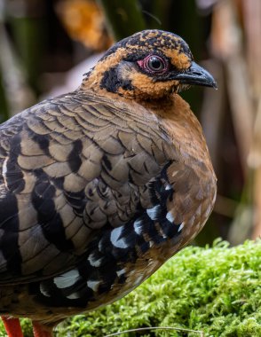 Bornean dağ kekliği olarak da bilinen kırmızı göğüslü kekliğin doğa görüntüsü Borneo 'daki tepe ve Montan ormanlarına özgü.