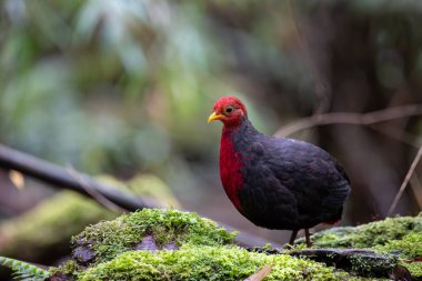 Borneo adasına özgü, ormanın derinliklerindeki kızıl başlı kekliğin doğa kuşudur.