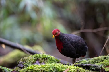 Borneo adasına özgü, ormanın derinliklerindeki kızıl başlı kekliğin doğa kuşudur.