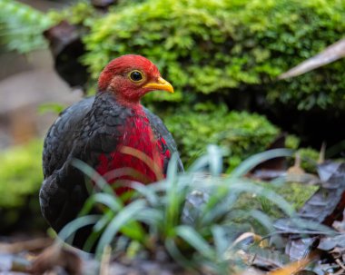 Borneo adasına özgü, ormanın derinliklerindeki kızıl başlı kekliğin doğa kuşudur.