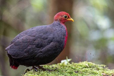Borneo adasına özgü, ormanın derinliklerindeki kızıl başlı kekliğin doğa kuşudur.