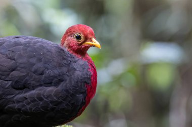 Borneo adasına özgü, ormanın derinliklerindeki kızıl başlı kekliğin doğa kuşudur.