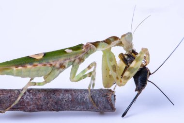Beyaz arkaplanda izole edilmiş bir peygamber devesi Creobroter mücevheri görüntüsü