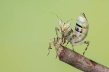 Doğası yeşil olan peygamberdevesi Creobroter mücevheri.