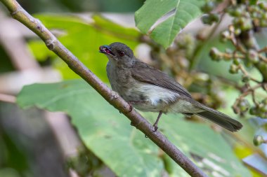 Kızıl Gözlü Bulbul 'un doğa kuşu meyve ağacına tünedi..