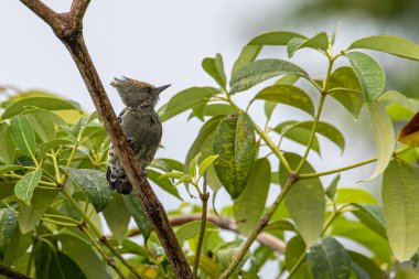 Gri ve Buff Ağaçkakan Ağaç dalına tünemiş