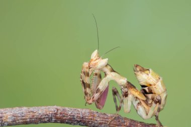 Doğası yeşil olan peygamberdevesi Creobroter mücevheri.