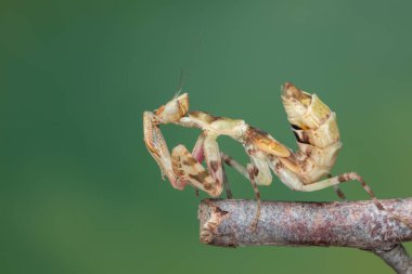 Doğası yeşil olan peygamberdevesi Creobroter mücevheri.