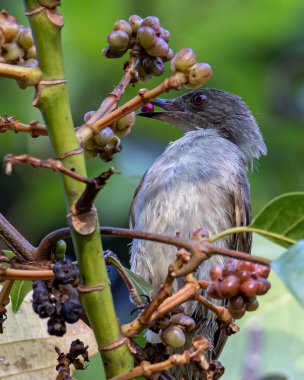 Kızıl Gözlü Bulbul 'un doğa kuşu meyve ağacına tünedi..