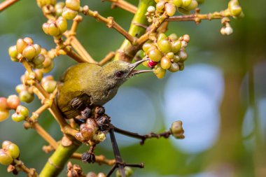 Endemic Charlottes Bulbul Iole Charlottae 'nin doğa kuşu Sabah, Borneo' daki ova ormanlarında