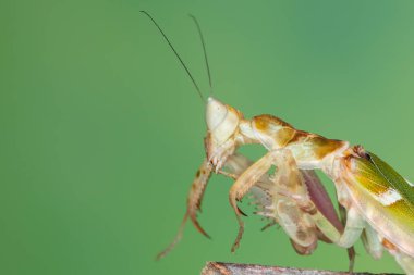 Bir peygamber devesinin (Creobroter mücevheri) doğal yeşil arka planlı makro görüntüsü