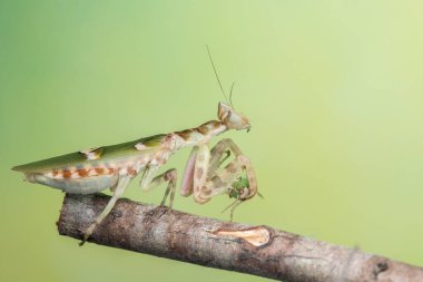 Yeşil arkaplanda bir peygamberdevesinin (Creobroter mücevheri) makro resmi