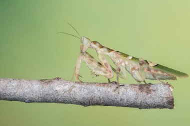 Yeşil arkaplanda bir peygamberdevesinin (Creobroter mücevheri) makro resmi