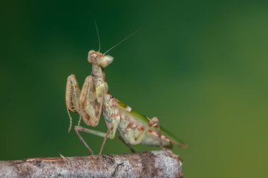 Yeşil arkaplanda bir peygamberdevesinin (Creobroter mücevheri) makro resmi