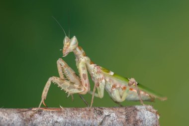 Yeşil arkaplanda bir peygamberdevesinin (Creobroter mücevheri) makro resmi