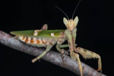 Siyah üzerine izole edilmiş bir peygamber devesinin (Creobroter mücevheri) makro görüntüsü