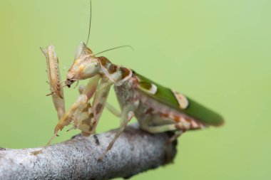 Yeşil arkaplanda bir peygamberdevesinin (Creobroter mücevheri) makro resmi
