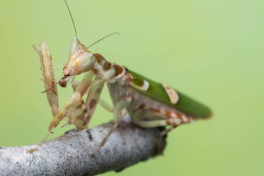 Yeşil arkaplanda bir peygamberdevesinin (Creobroter mücevheri) makro resmi