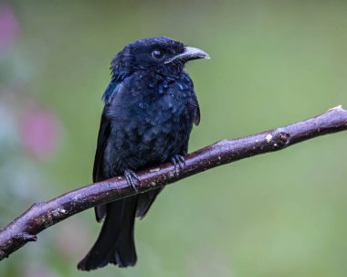 Ağaç dalına tüneyen Bronz Drongo kuşunun (Dicrurus aeneus) doğa görüntüsü