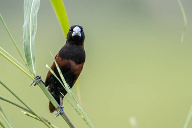 Güzel küçük kuş Chestnut Munia doğayla iç içe otların üzerinde duruyor.