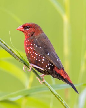 Nature wildlife image of Male Red Avadavat (Amandava amandava) sitting on a green grass clipart