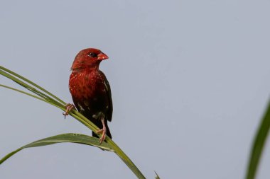 Yeşil çimlerin üzerinde oturan Erkek Kızıl Avadavat 'ın (Amandava amandava) doğa görüntüsü