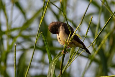 Yeşil çimlerin üzerinde oturan dişi Kızıl Avadavat (Amandava amandava) doğası