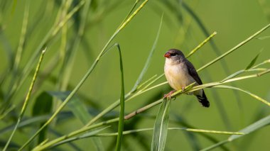 Yeşil çimlerin üzerinde oturan dişi Kızıl Avadavat (Amandava amandava) doğası