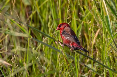 Yeşil çimlerin üzerinde oturan Erkek Kızıl Avadavat 'ın (Amandava amandava) doğa görüntüsü