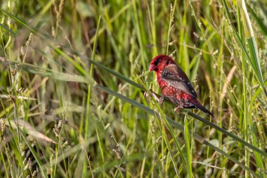 Yeşil çimlerin üzerinde oturan Erkek Kızıl Avadavat 'ın (Amandava amandava) doğa görüntüsü