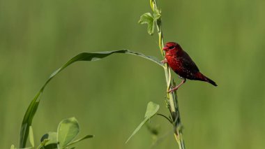 Yeşil çimlerin üzerinde oturan Erkek Kızıl Avadavat 'ın (Amandava amandava) doğa görüntüsü