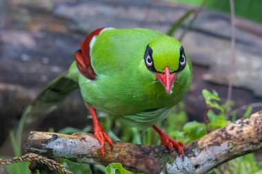 Borneo 'nun Yeşil Saksağan olarak bilinen yeşil kuşlarının doğa görüntüsü