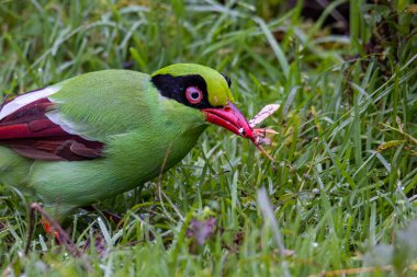 Borneo 'nun Yeşil Saksağan olarak bilinen yeşil kuşlarının doğa görüntüsü